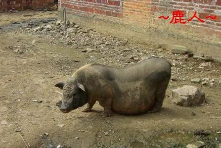 2778164-1豬CIMG6176.JPG 2778164-1豬CIMG6176.JPG