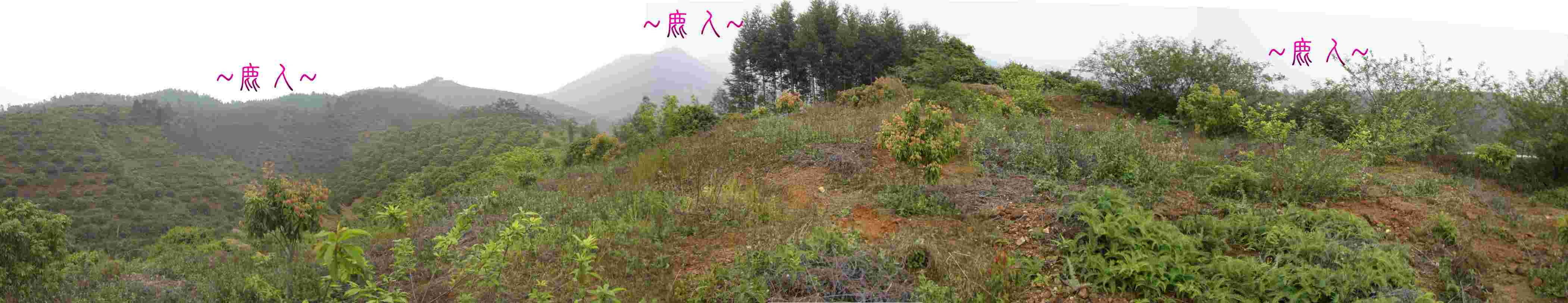 1840444-複製複製在父母山看祖山來龍與右帳砂全景.JPG
