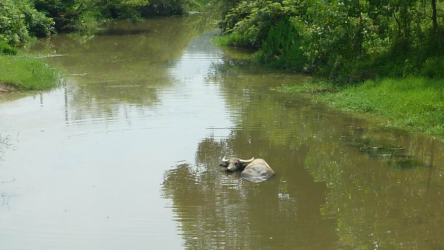 水中牛.JPG