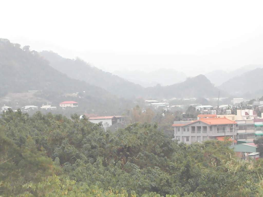 402850-tortoise .JPG