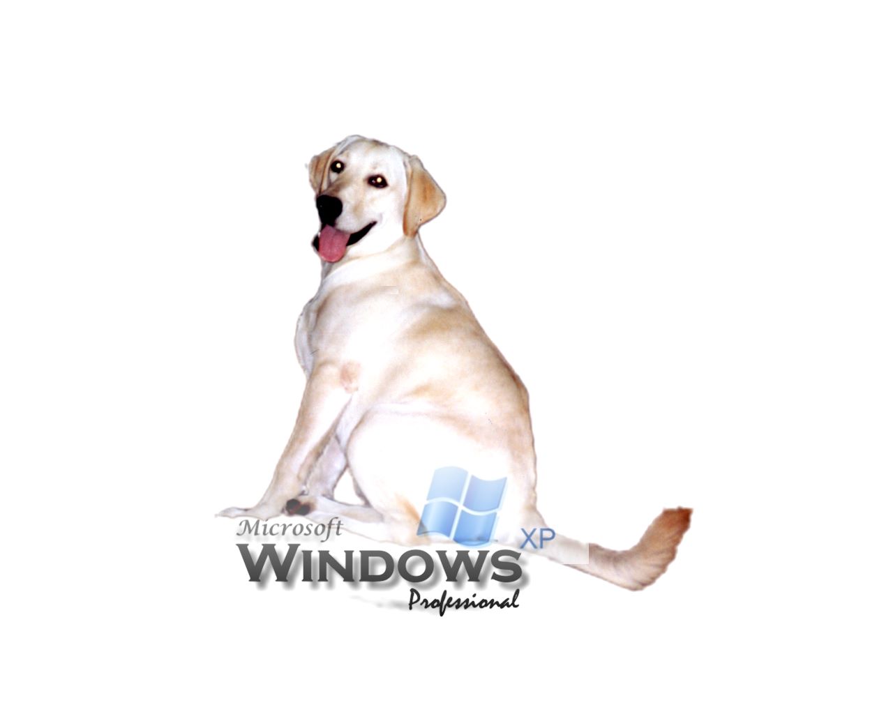 335134-Simple XP Pro.jpg