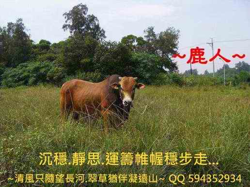 1沉穩的牛1.JPG