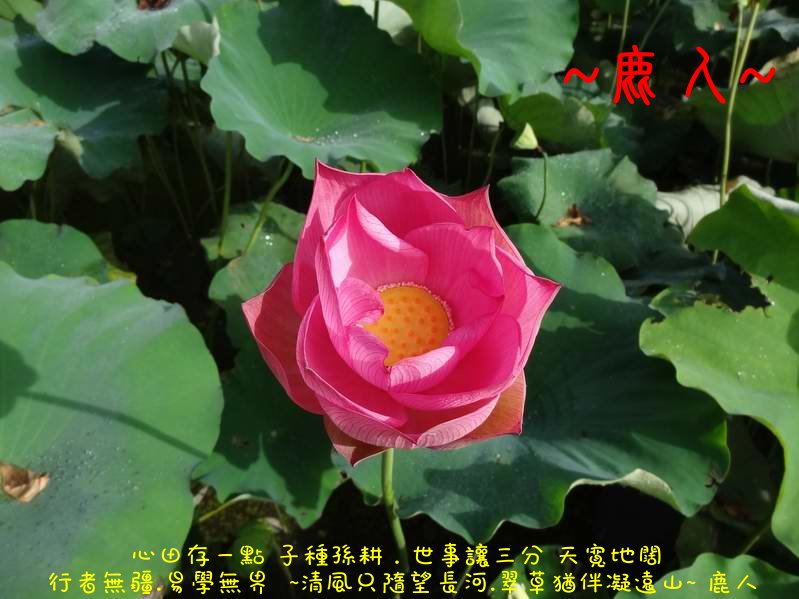 走過蓮花田_04.JPG