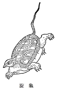 旋龜.jpg