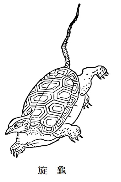 旋  龜.jpg