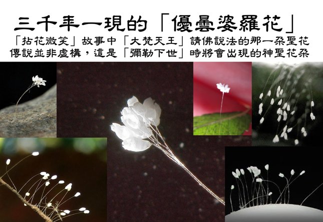 優曇婆羅花 - 複製25.jpg