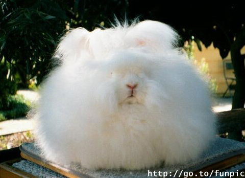 458640-dog or cat.jpg