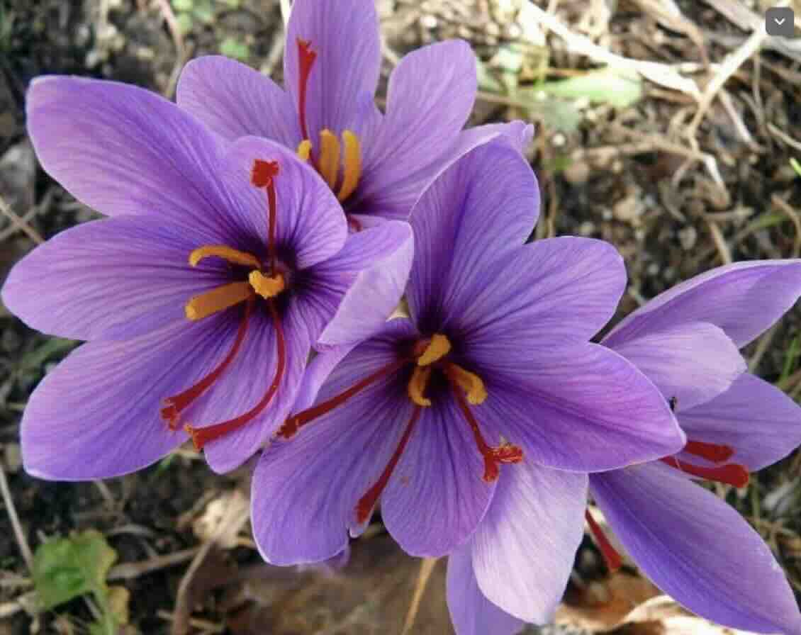 Screenshot 2025-01-19 at 12.36.33 AM.jpeg