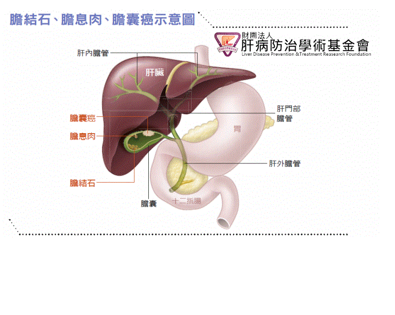 膽管圖.gif